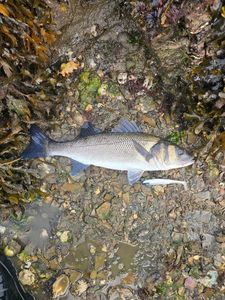 European Bass (Seabass)