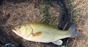 Largemouth Bass