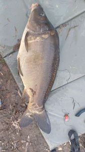 Mirror Carp