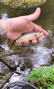 Brown Trout