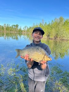 Crucian Carp