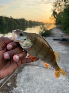 European Perch