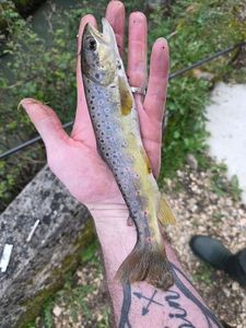 Brown Trout