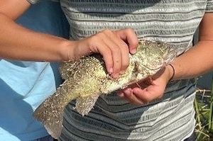 Largemouth Bass