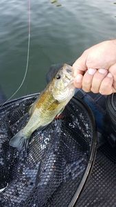 Largemouth Bass