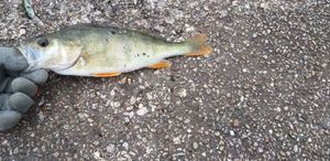 European Perch