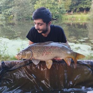 Common Carp