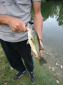 Largemouth Bass