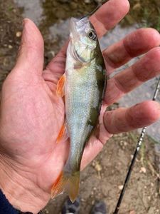 European Perch