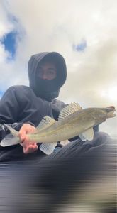 Zander