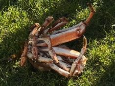 European Spider Crab