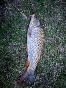 Common Carp