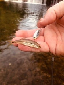 Common Minnow