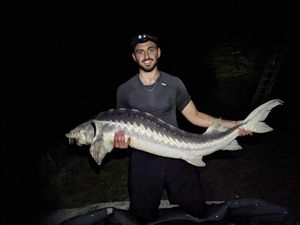 Sturgeon