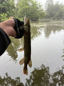 Northern Pike