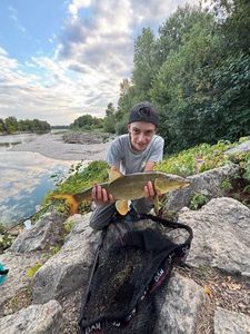 Barbel