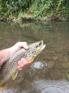 Brown Trout