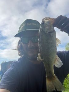 Largemouth Bass