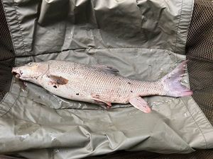 Barbel