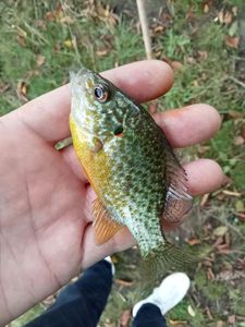 Green Sunfish