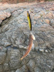 Atlantic Lizardfish