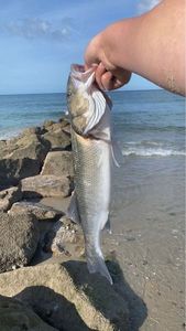 European Bass (Seabass)