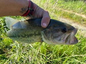 Smallmouth Bass