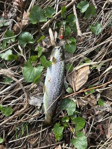 Brown Trout
