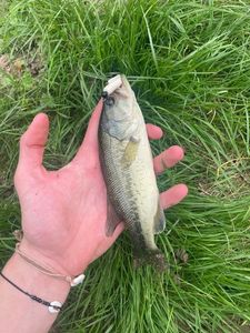 Largemouth Bass