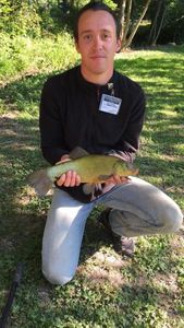 Tench