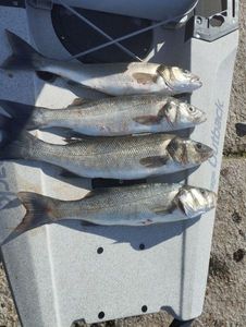 European Bass (Seabass)