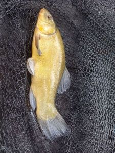 Tench