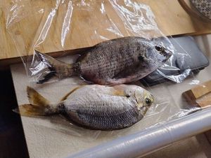 Common Two-banded Seabream
