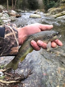 Brown Trout