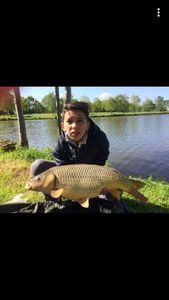 Common Carp