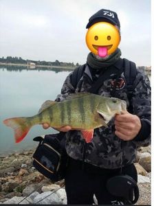 European Perch