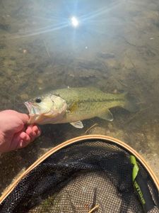 Largemouth Bass