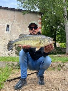 Largemouth Bass