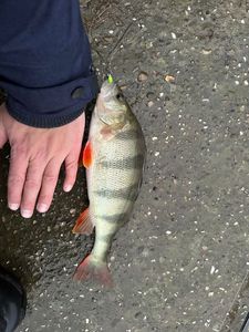 European Perch