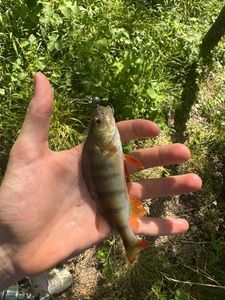 European Perch