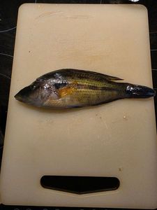 Axillary Wrasse