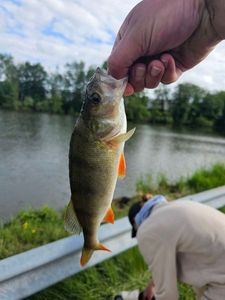 European Perch