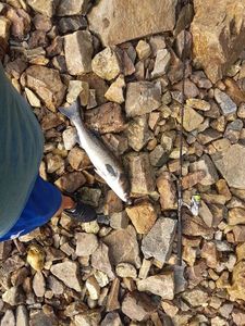 European Bass (Seabass)