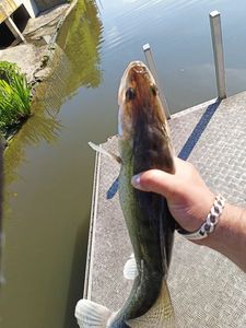 Zander