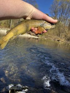 Brown Trout