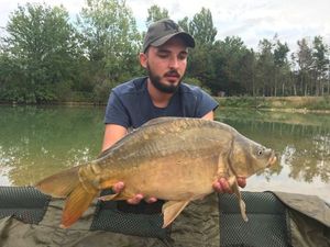 Mirror Carp