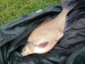Common Bream