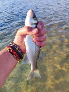 European Bass (Seabass)