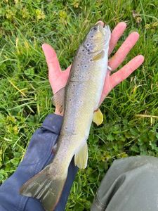 Brown Trout