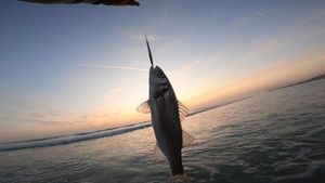 European Bass (Seabass)